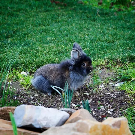 Bed and Breakfast Ninho Saloio 4*