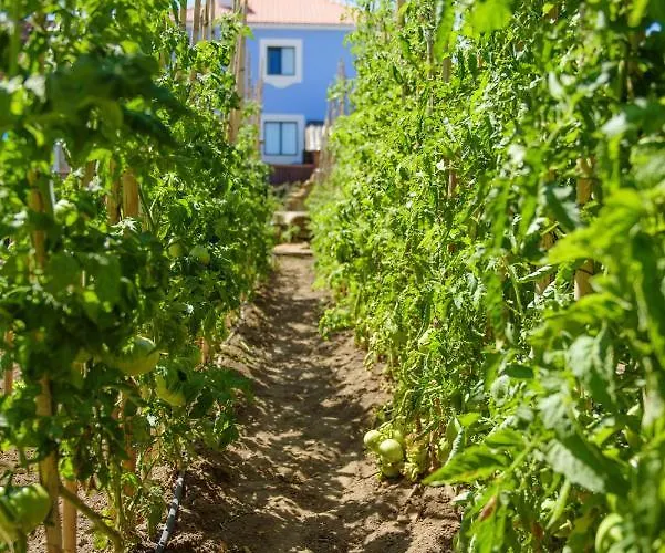 住宿加早餐酒店 Ninho Saloio 4*