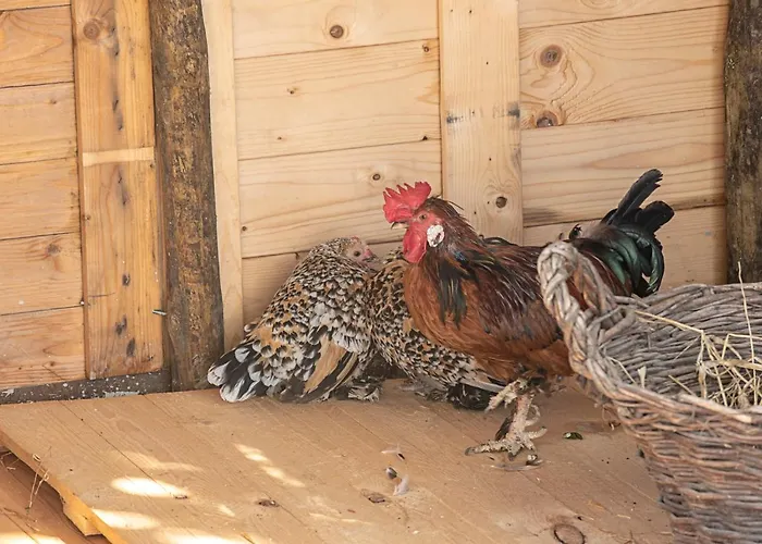 Ninho Saloio 住宿加早餐酒店