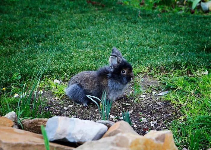 住宿加早餐酒店 Ninho Saloio 4*